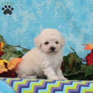 Pecan, Bich-Poo Puppy
